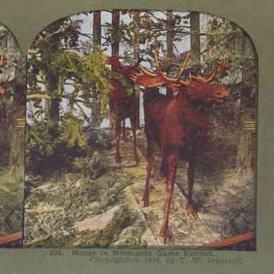Stereograph