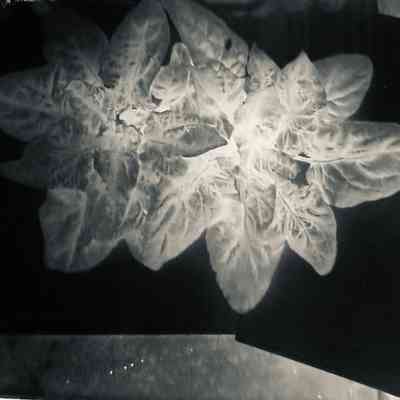 Glass Plate Negative, Spinach