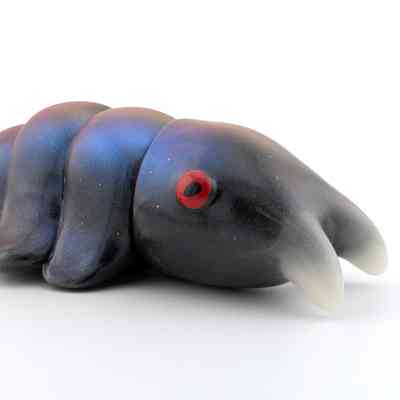 Anomalocaris