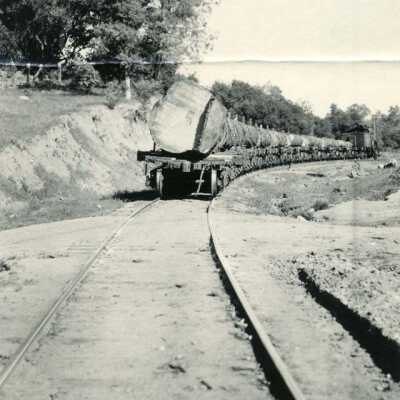 Train hauling logs to mill