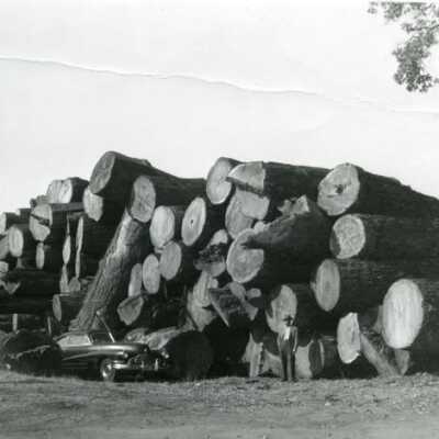 Logs stacked at Standard Lumber