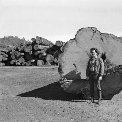 Louisiana-Pacific log yard