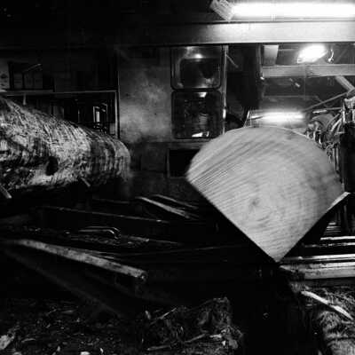 Louisiana-Pacific Saw Mill. Large Sugar Pine being processed