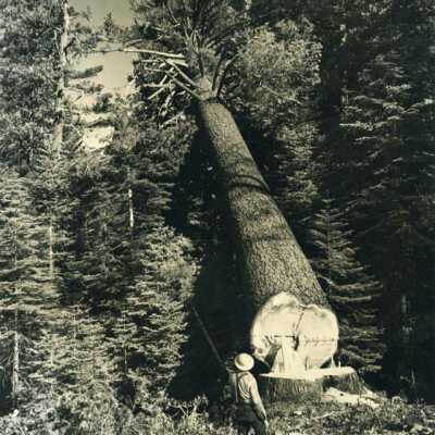 Pickering Lumber Company's Christmas card