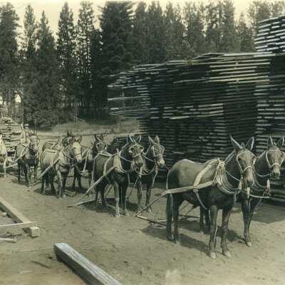 Standard Lumber