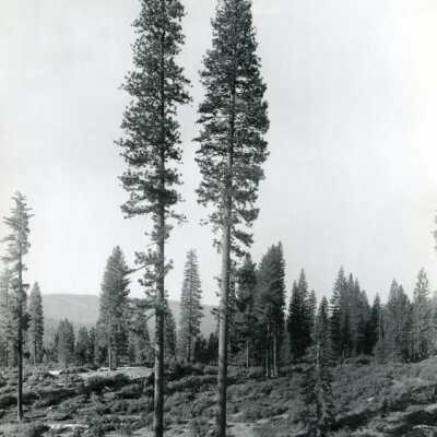 Cut section of the forest
