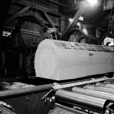 Louisiana-Pacific Saw Mill. Large Sugar Pine going passing through the band saw.
