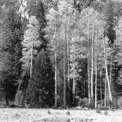 Aspens at Kennedy Meadows