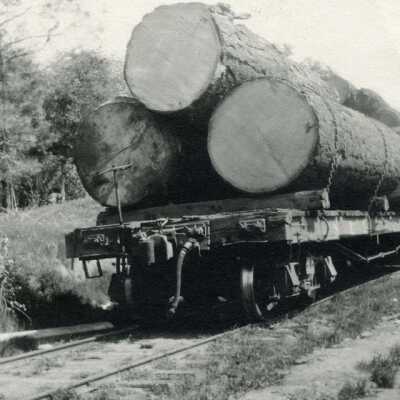 Logs on flat car