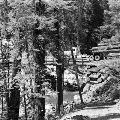 Reed Creek Log bridge