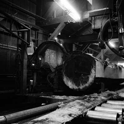 Louisiana-Pacific Saw Mill. Large Sugar Pine going passing through the band saw.