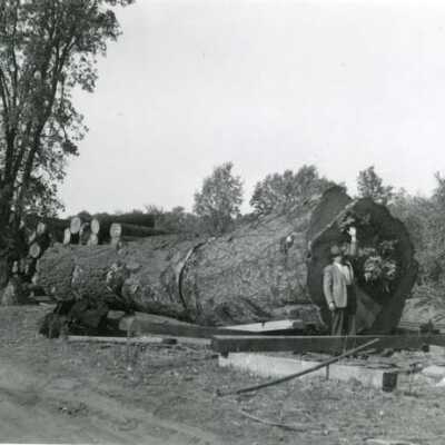 Standard Lumber yard