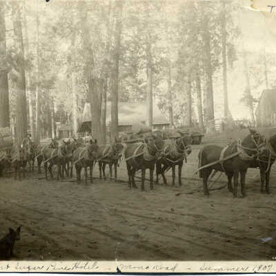 Mule Team