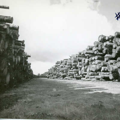 Dry Log Decks at Pickering Corp at Standard, Ca. 1959