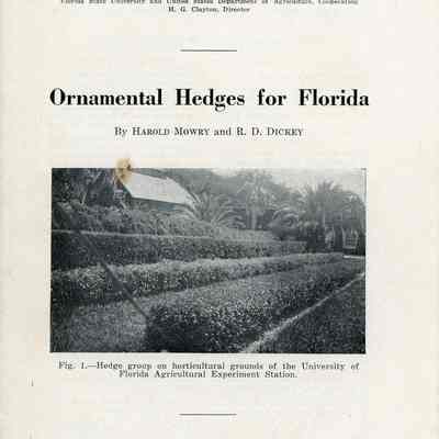 Ornamental hedges for Florida