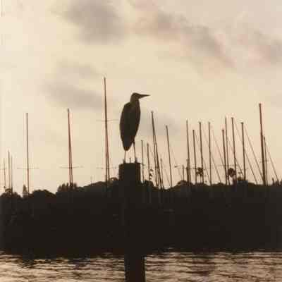 Gulfport Marina Heron