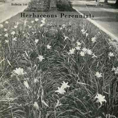 Herbaceous perennials