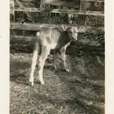 Calf