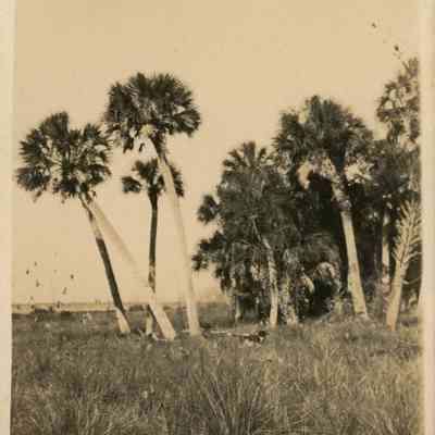 [Jungle Prada Beach]