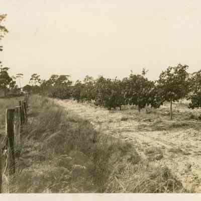 Orange Grove