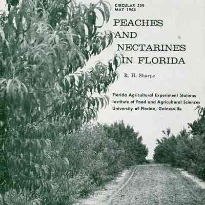 Peaches and nectarines in Florida