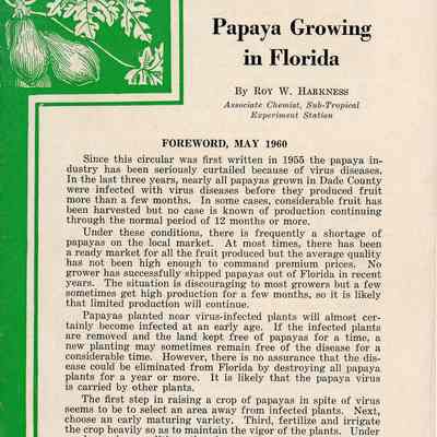 Papaya growing in Florida