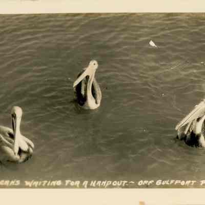 Pelicans