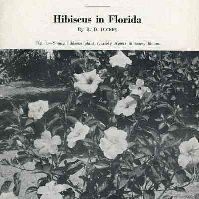 Hibiscus in Florida