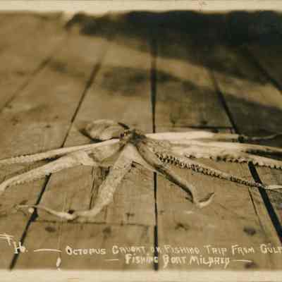 Octopus