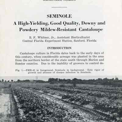 Seminole : a high-yielding, good quality, downy and powdery mildew-resistant cantaloupe