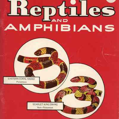 A dictionary of reptiles and amphibians
