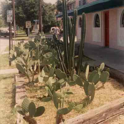 Beach Blvd Cacti