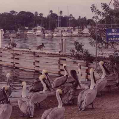 Gulfport Marina Pelicans