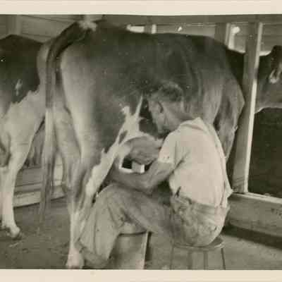 Big Nellie, Whitbeck Cow