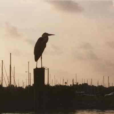 Gulfport Marina Heron