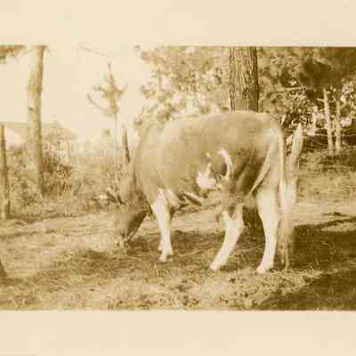 Fritz, Whitbeck Guernsey Bull