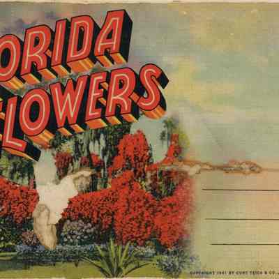 Florida Flowers
