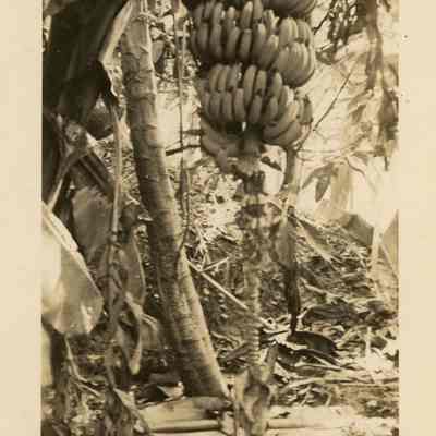 Sunken Gardens Bananas