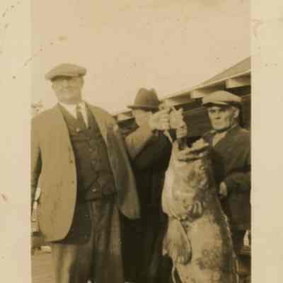 Goliath Grouper