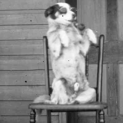 dog