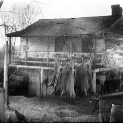 building with butchered hogs