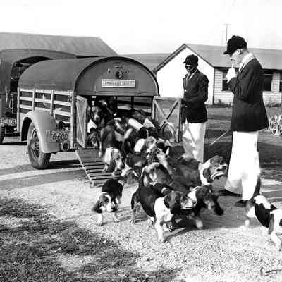 Timber Ridge Bassets