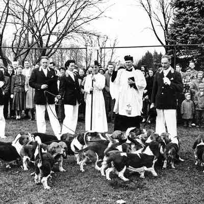 Timber Ridge Bassets