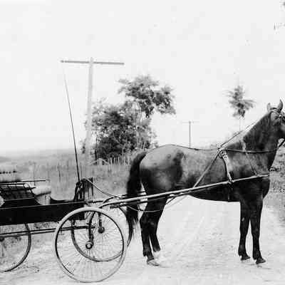 Fox, Grace's horse