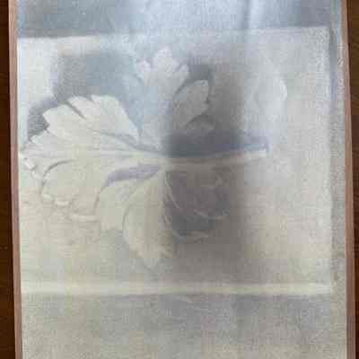 Copy of charcoal drawing of the leaf done by Agnes Dielman, Frederick`s sister