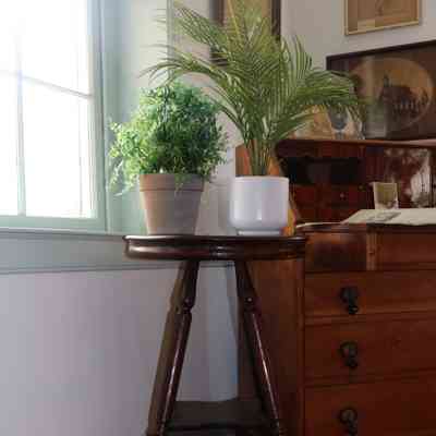 stand, plant