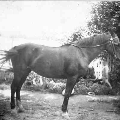 horse