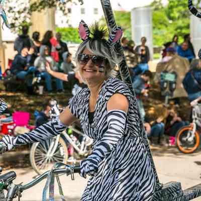213, The Dazzling Zebras, Amy Lynch Kolflat