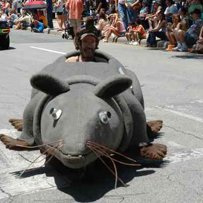 081, Fat Rat, Robert Blue