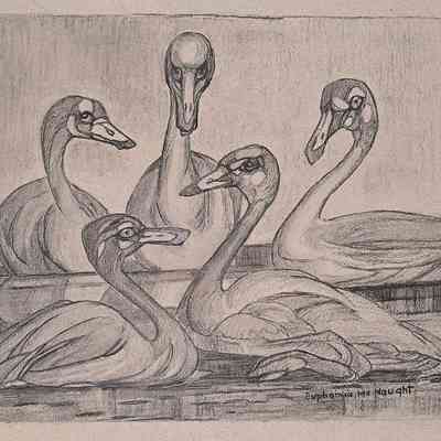 Trumpeter Swan Teenagers